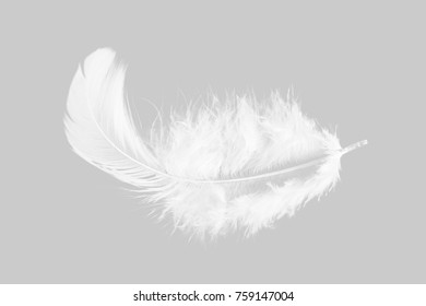 Single Soft White Feather Isolated On Grey Background.