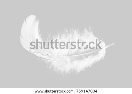 Single soft white feather isolated on grey background.