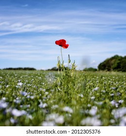 Single solitary red poppy in bloom in a field of green tall grass