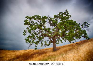 Single Southern California Oak Tree Grows On Hillside Above A Grassy Meadow.