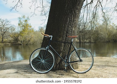 Single Speed Bike Leaning Against Tree