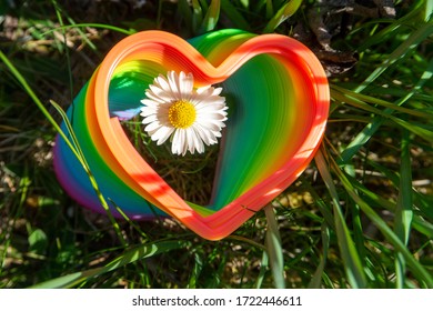 Single spring daisy through a vibrant rainbow colored toy spring in the shape of a heart framing the flower in a receding perspective conceptual of spring