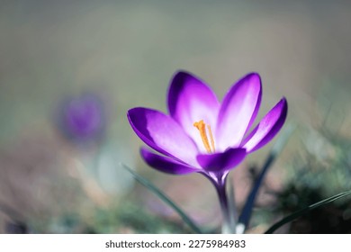 Single spring flower crocus on green grass closeup. Macro shot. Nature photography