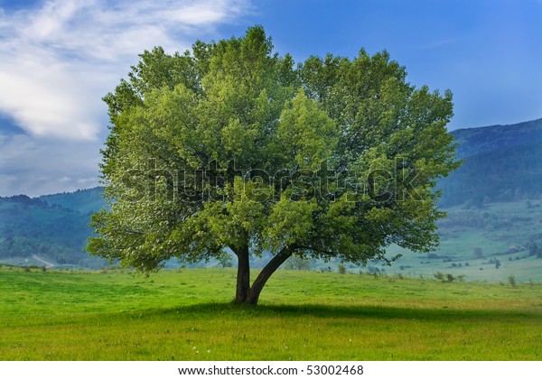 Single Spring Tree Meadow Landscape Foto De Stock 53002468 | Shutterstock