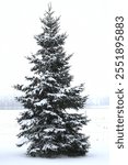 A single spruce tree, silhouetted against a white snowy landscape. Snow covers the ranches of this evergreen.