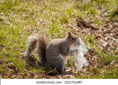 squirrel chewing on plastic