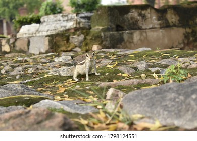 Single squirrel looking. Stone background.
