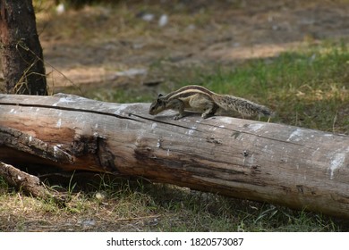 Single squirrel on ground. Close up picture.