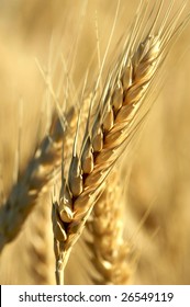 Single Stalk Of Wheat In Morning Light