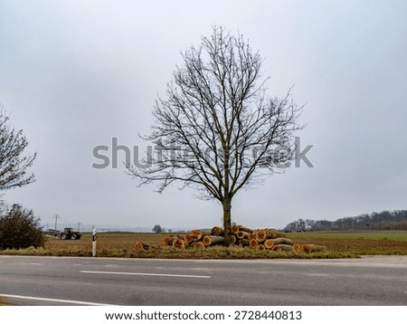 Single standing bare fruit tree in winter