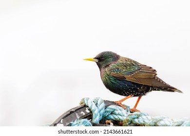 A Single Starling Shown Close Up At The Beach, Sitting On A Crab Pot, Space For Text