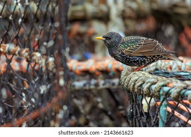 A Single Starling Shown Close Up At The Beach, Sitting On A Crab Pot, Space For Text