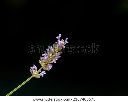 Similar – Image, Stock Photo a small dried flower in winter