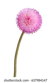 Single Stem With A Compound Flower Of Musk Thistle (Carduus Nutans) Isolated Against A White Background