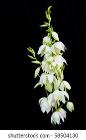 Single stem of delicate white yucca flowers on black background