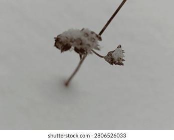 single stem surviving winter storm