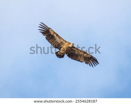 A single Steppe eagle flying in a blue sky