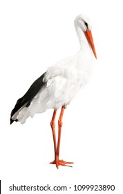 Single Stork Isolated On White Background