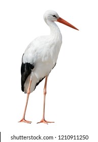 Single Stork Isolated On White Background