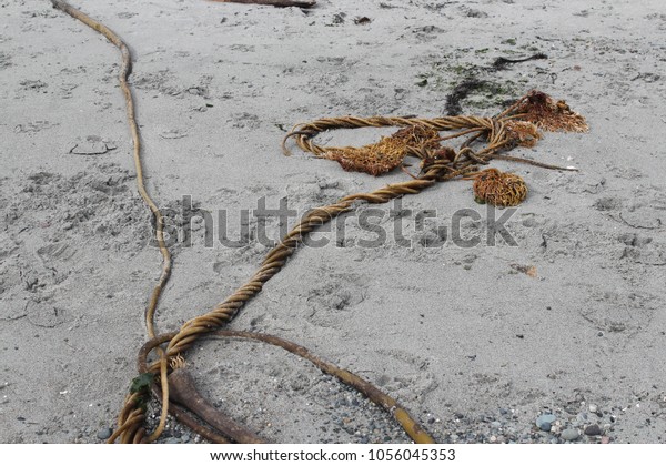 kelp rope