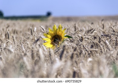 A Single Sunflower In The Field Of Wheat