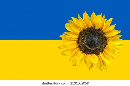Single sunflower on blue and yellow Ukraine flag 