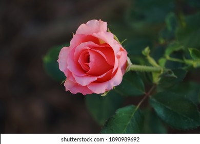 Single Sunset Colored Rose With Dark Background