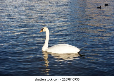 A single swan on Vltava river