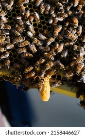 Single Swarm Cell Hanging Off The Bottom Of A Brood Frame In A Honey Bee Hive