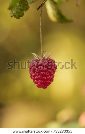 Similar – Foto Bild Himbeeren ernten Frucht