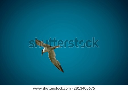 A single tern bird with wings spread wide soars through the vast expanse of a cloudless azure sky