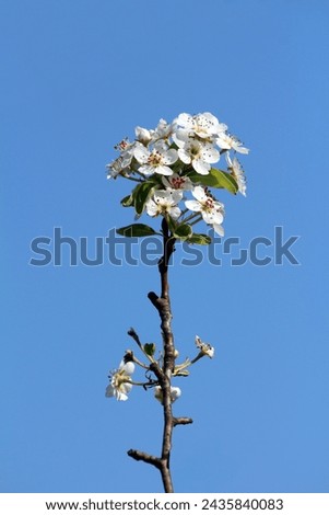 Single thin dark pear tree branch with clusters of densely growing small blooming flowers with broad and flat soft velvety texture white petals with several filaments anthers and a stigma 