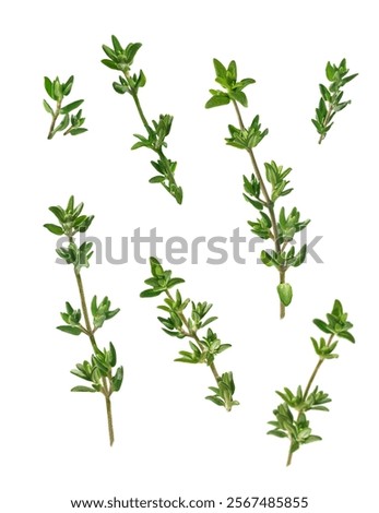 single thyme sprigs, isolated, close-up