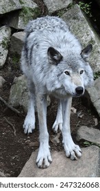 Single timber wolf looking ahead