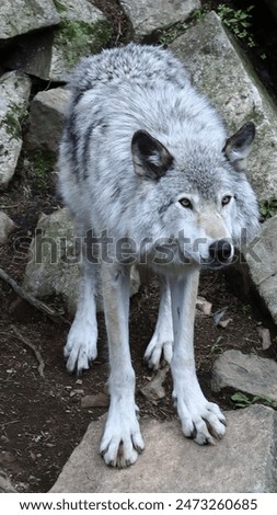 Single timber wolf looking ahead
