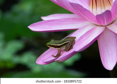 a single tiny green frog on a pink lotus flower with a natural mottled green background 