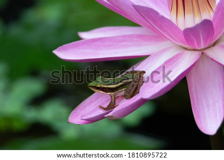 a single tiny green frog on a pink lotus flower with a natural mottled green background 