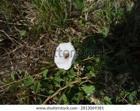 Single tiny wild sweat bee pollinating a white convolvulus arvensis wildflower on the ground.