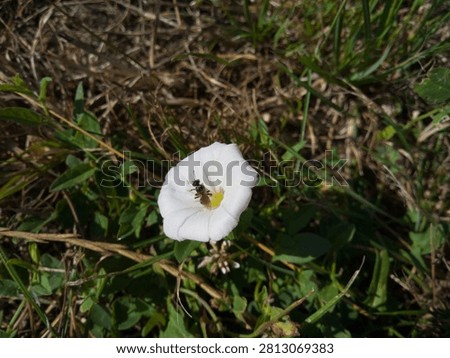 Single tiny wild sweat bee pollinating a white convolvulus arvensis wildflower on the ground.