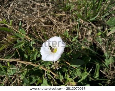 Single tiny wild sweat bee pollinating a white convolvulus arvensis wildflower on the ground.