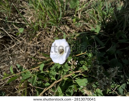 Single tiny wild sweat bee pollinating a white convolvulus arvensis wildflower on the ground.