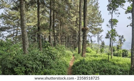 Single track path in a pine forest