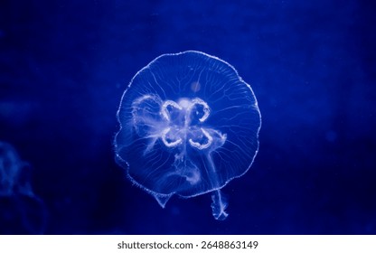 A single translucent jellyfish floating gracefully in deep blue water
