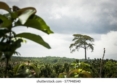 Single Tree