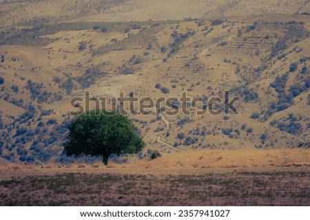 single tree accompanying the road line Stock photo © 