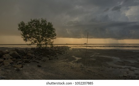 a single tree at the beach during sunset