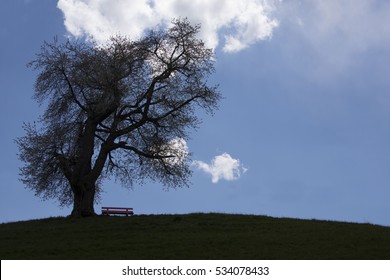 Single tree and bench on hill