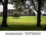 Single tree between other one.