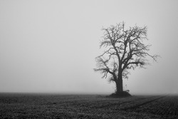 Single Tree In Bleak Agricultural Field With Strong Fog, Black And White Landscape. 