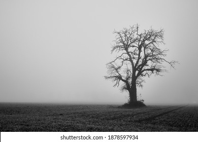 Single tree in bleak agricultural field with strong fog, black and white landscape.  - Powered by Shutterstock